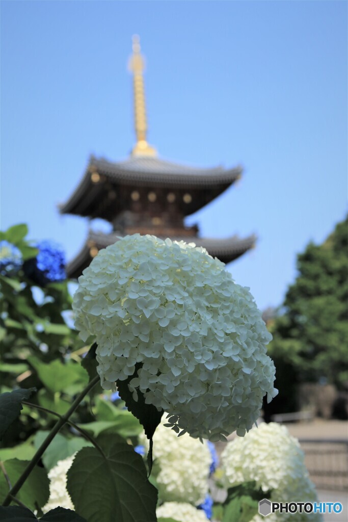 紫陽花
