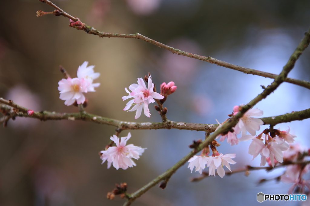 春が来ます・・桜