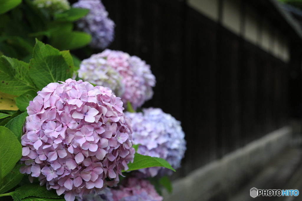 板塀と紫陽花NO2