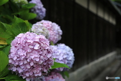 板塀と紫陽花NO2