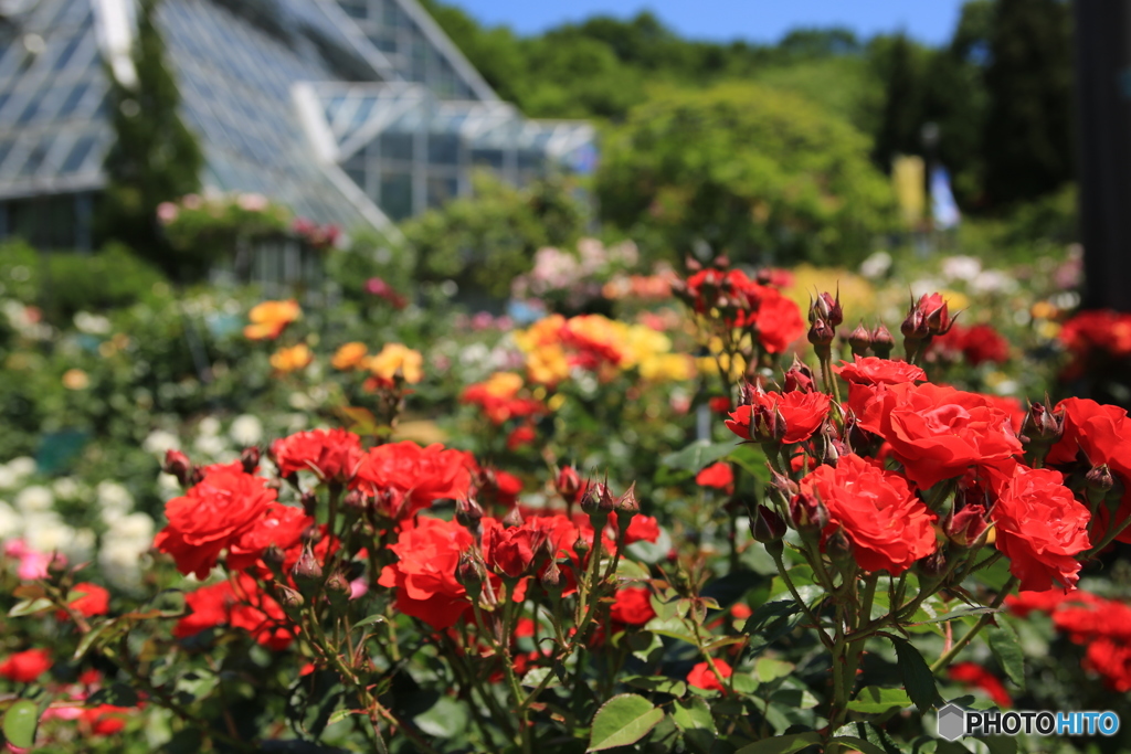薔薇園