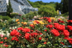 薔薇園