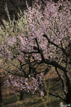 梅