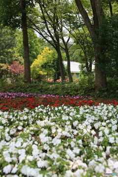 花のジュンタン