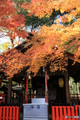 京都　神社の紅葉