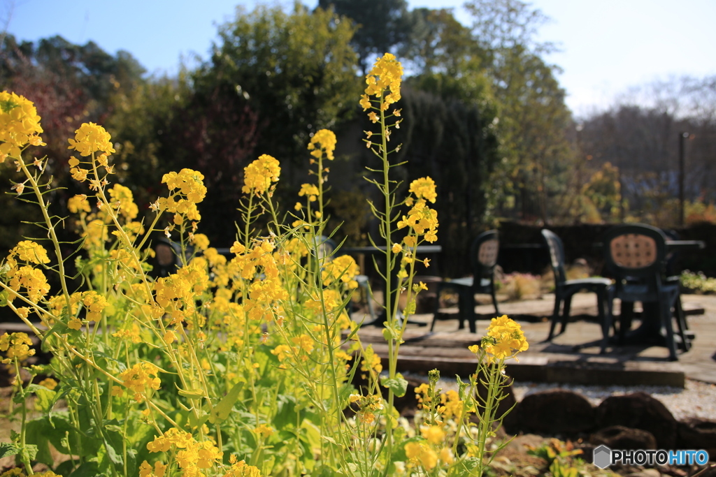 早いですか菜の花