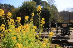 早いですか菜の花