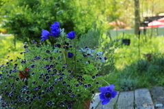 春は気持ちが・・・