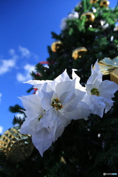 クリスマスツリー