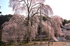 金剛寺・枝垂れ桜