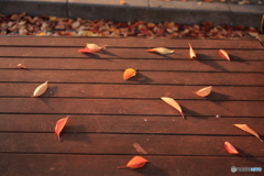 何かに観えます