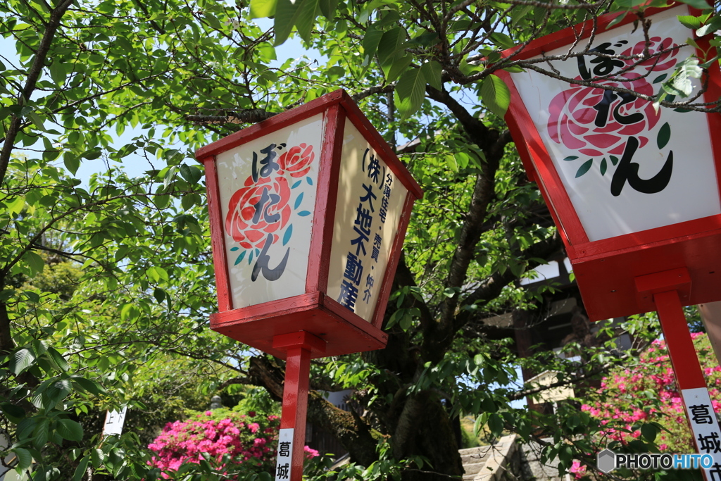 ぼたん祭り