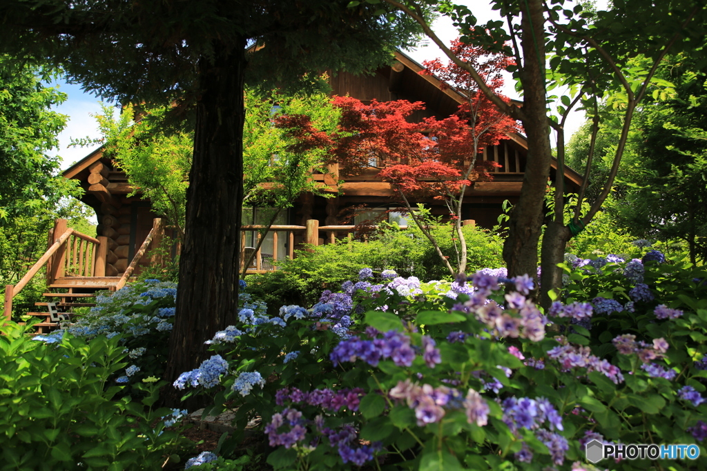紫陽花とロッジ