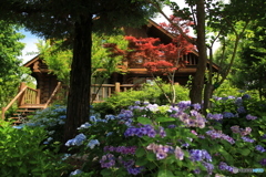 紫陽花とロッジ
