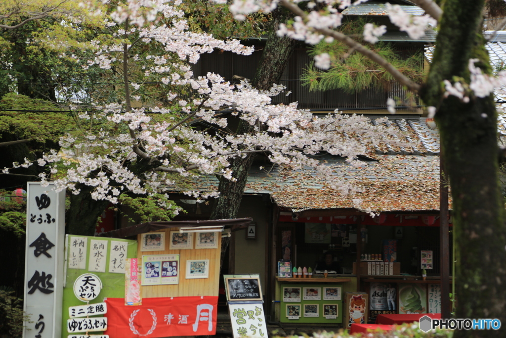 京都・さくら