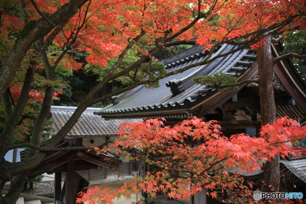 紅葉
