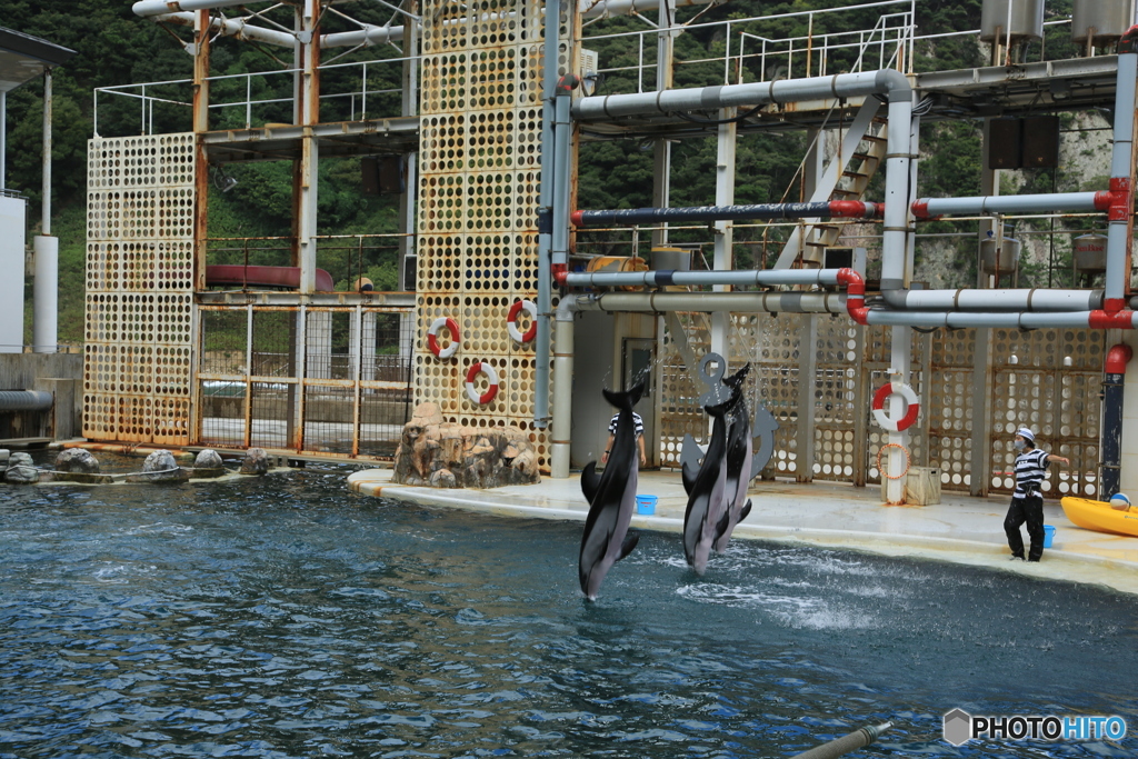 イルカショー