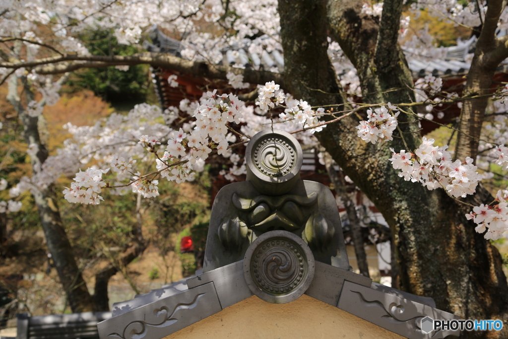 明日香村の桜