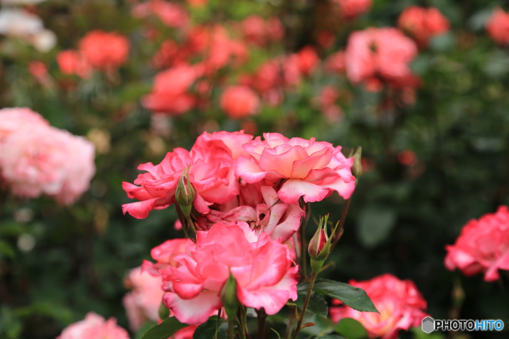 薔薇