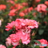 薔薇