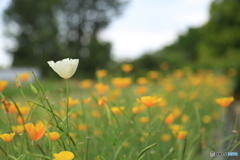 一輪の花