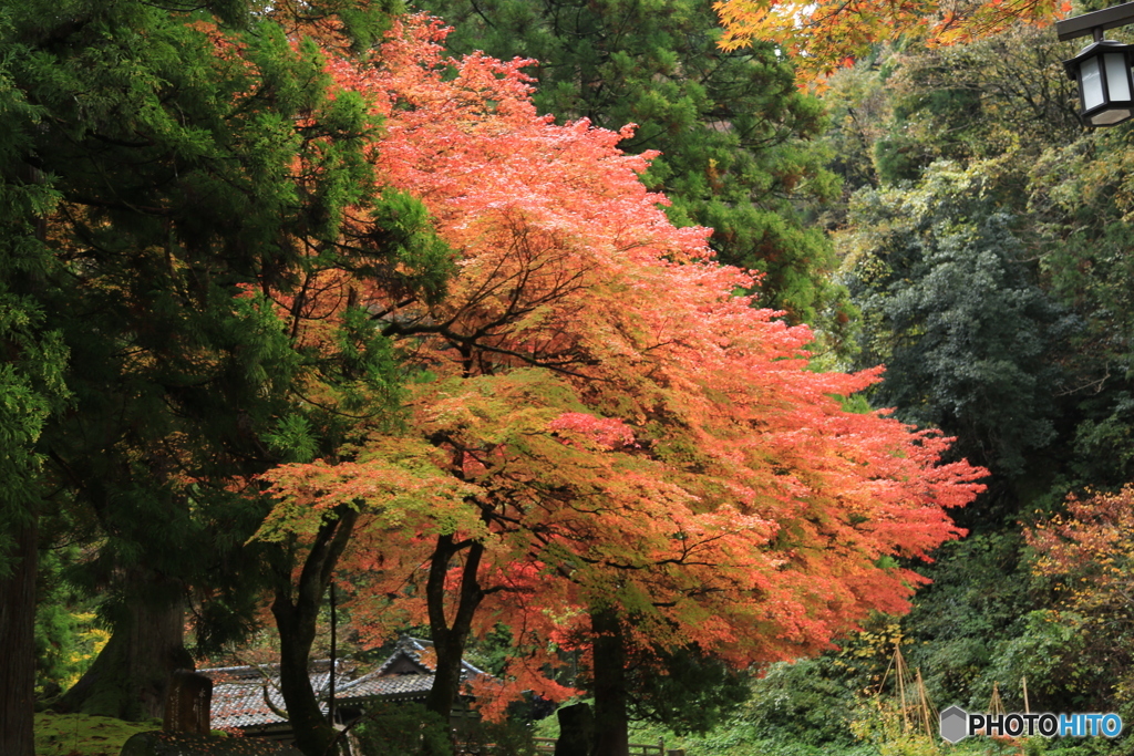 永平寺紅葉