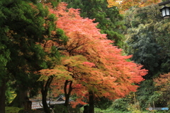 永平寺紅葉