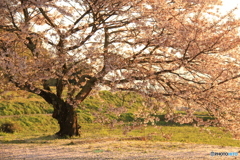 夕日に染まるさくら