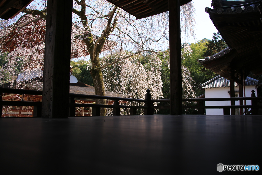 廊下からさくら