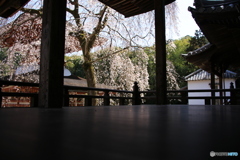 廊下からさくら