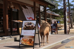 奈良・鹿のお客さん