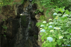 滝と紫陽花