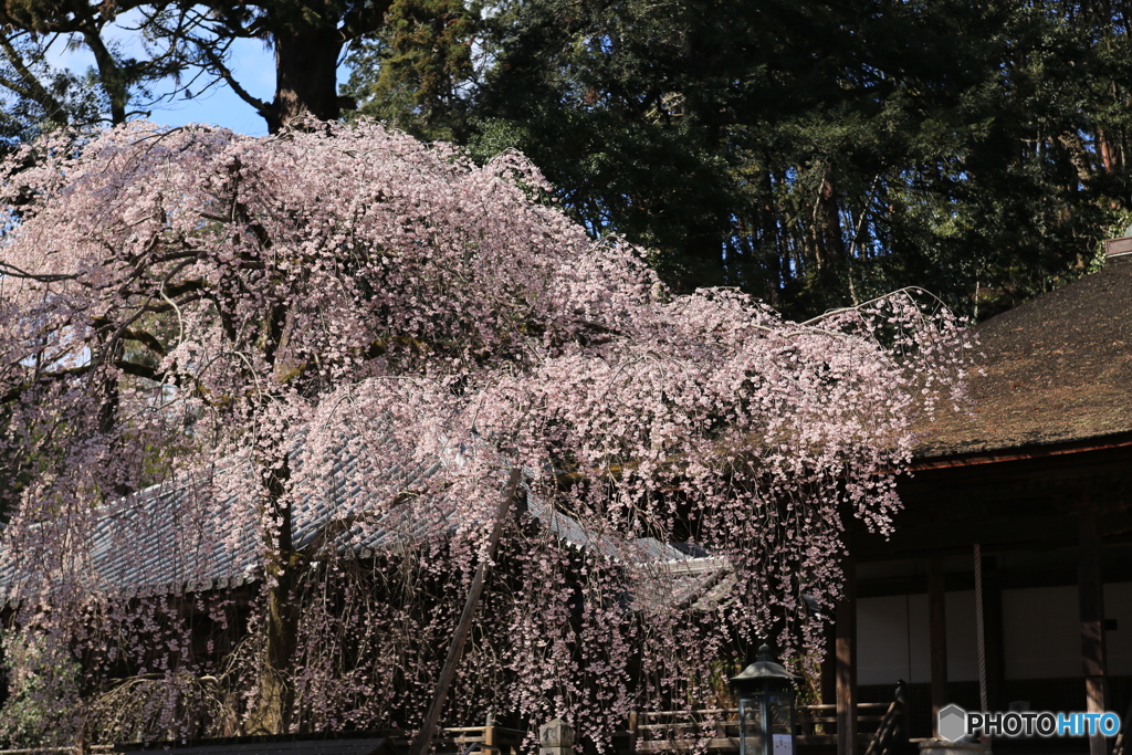 金剛寺　枝垂れ桜