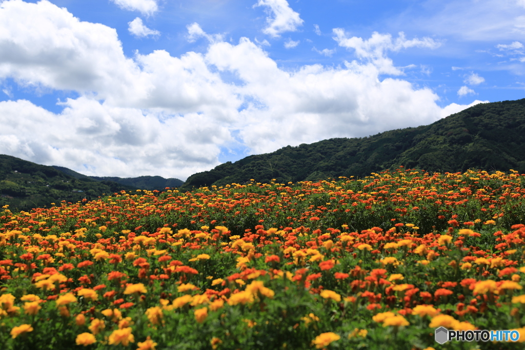 花と青空