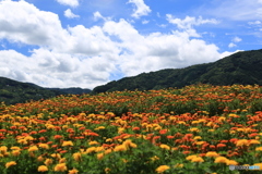 花と青空