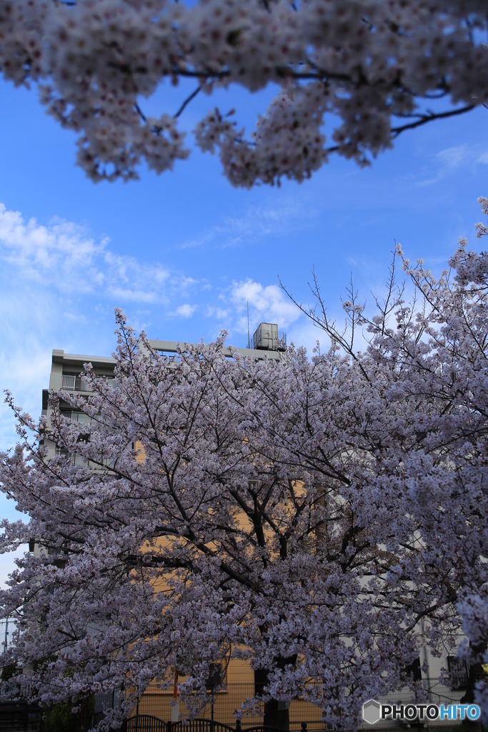 公園と桜