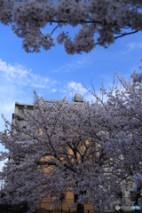 公園と桜