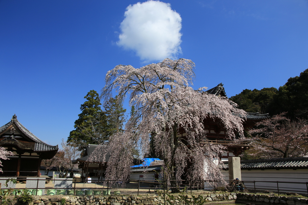 雲と枝垂れ桜