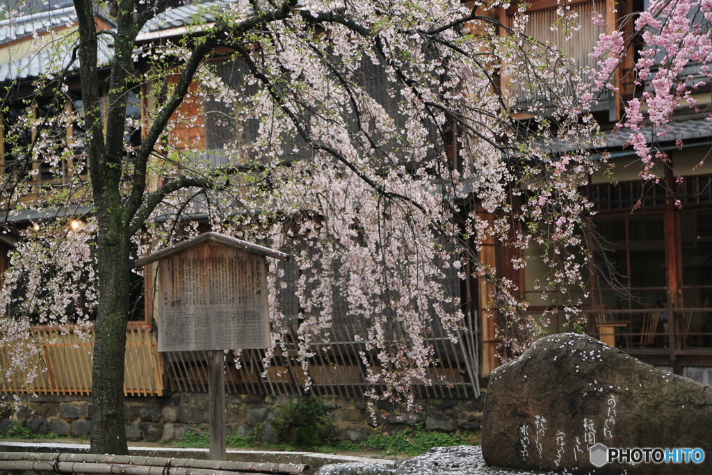 雨の京都さくら