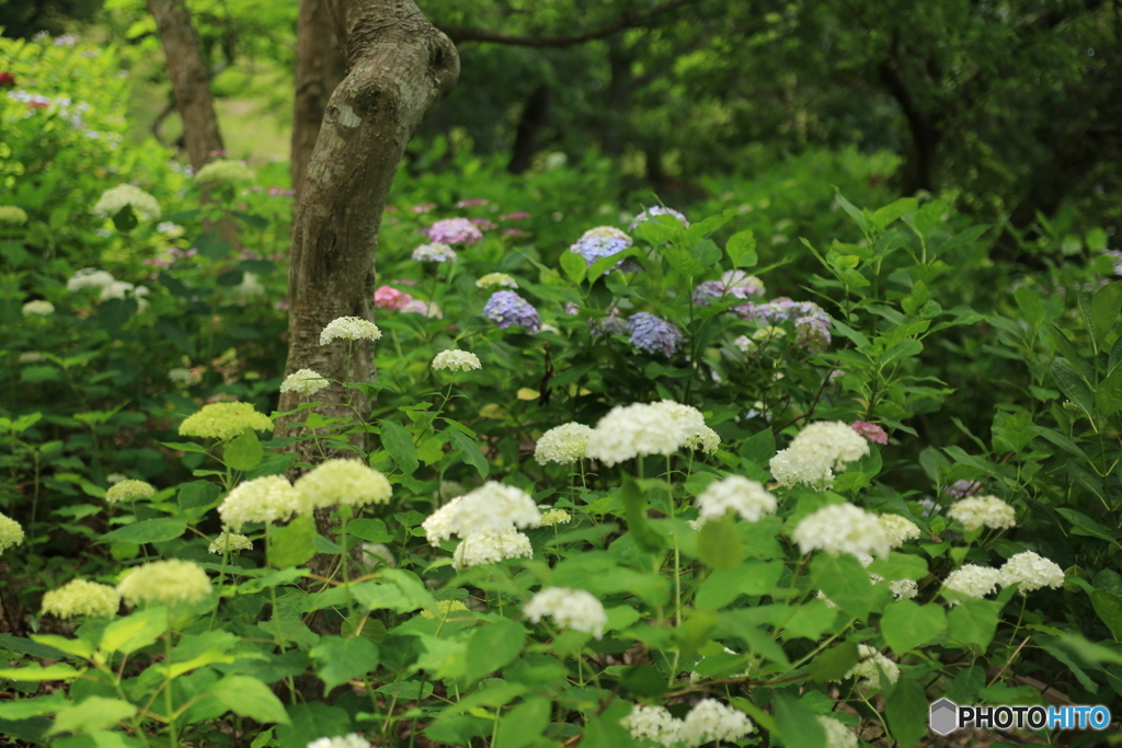 紫陽花