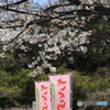 さくらまつり