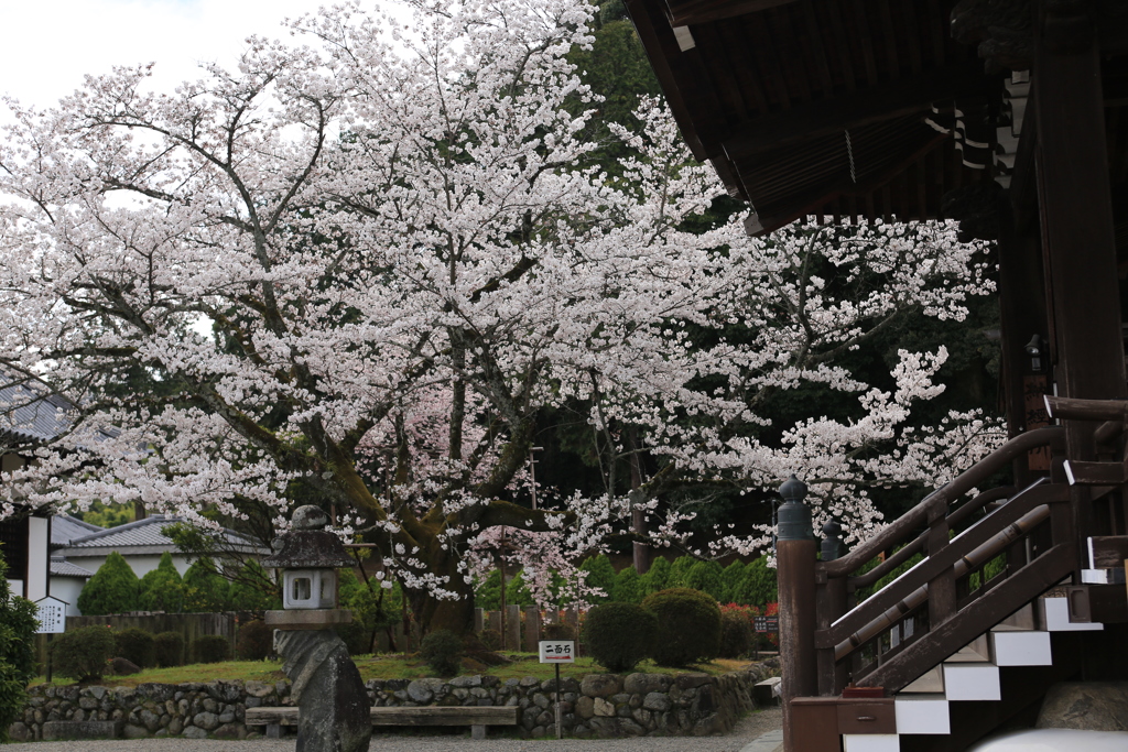 明日香村　橘寺　桜　