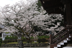 明日香村　橘寺　桜　