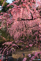 城南宮・梅（京都）