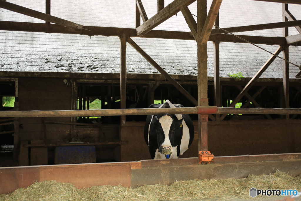 牧場・乳牛