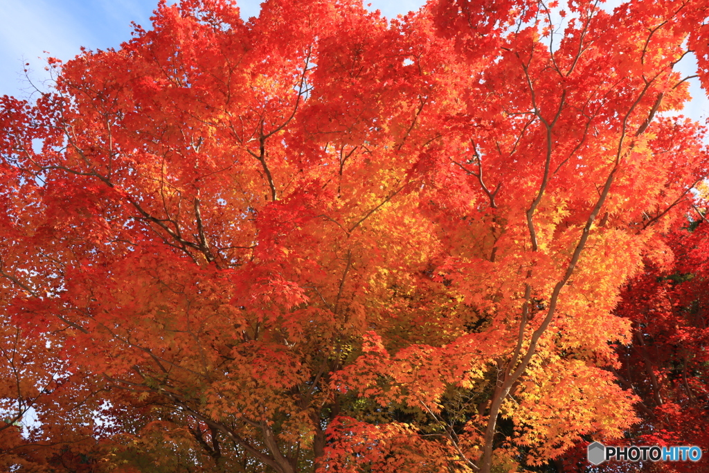 紅葉いっぱい