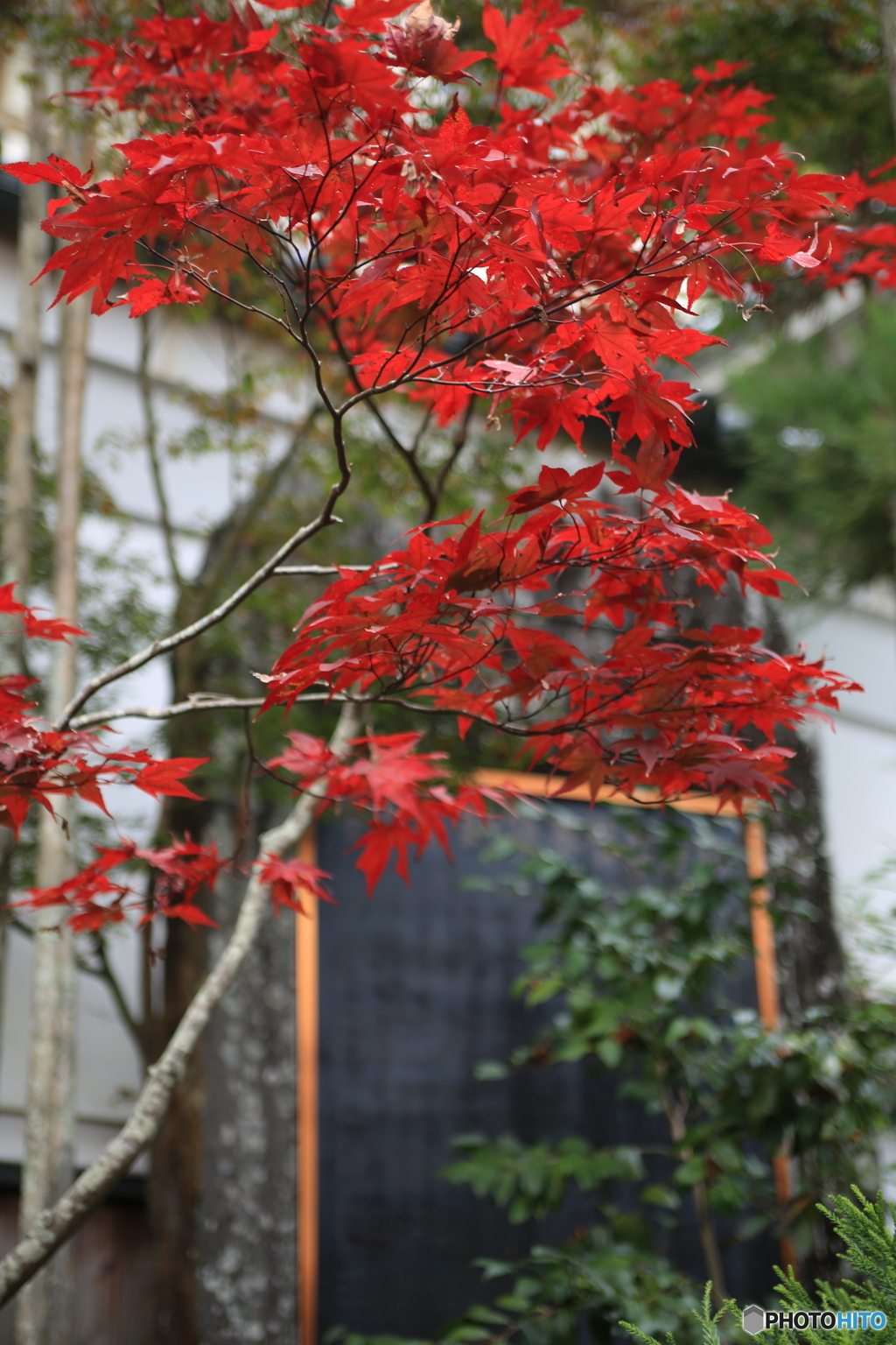 紅葉１