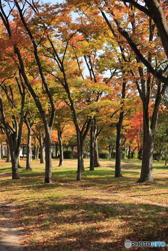 公園の陽だまり