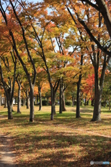 公園の陽だまり