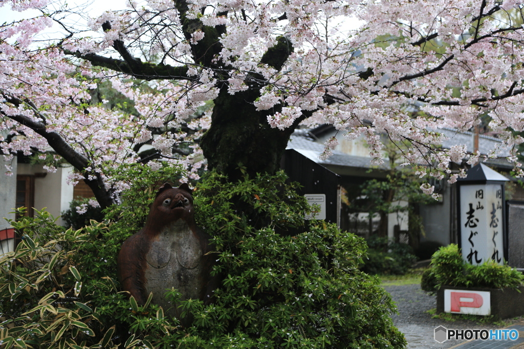 京都の店前の桜